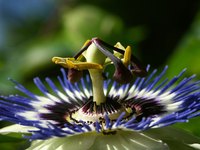 The passion flower symbolizes the crucifixion of Christ.
