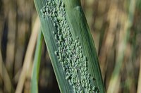 Nicotine sulfate works against aphids.