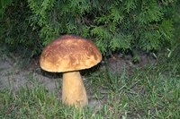A PVC mushroom will look similar to this shape.