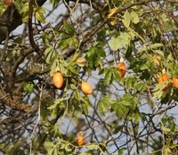 Passion fruit vines in a tree.