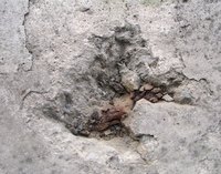 Dips in concrete floors must be leveled out before flooring is installed.