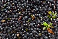 Rich in astaxanthin, blueberries are a great source of antioxidants.