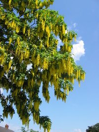 The golden chain tree is prone to several common tree diseases.