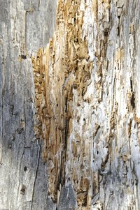 Termites eat their way through warm, wooded areas.