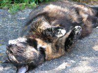 Natural flea baths kill fleas on your cat without the risks of chemical pesticides.