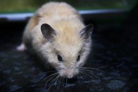 Hamsters rarely carry rabies.