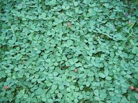 Strawberry clover can suppress weeds.