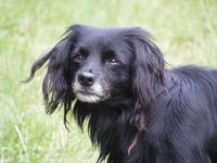 Get the skunk smell out of your dog with a hydrogen peroxide solution.