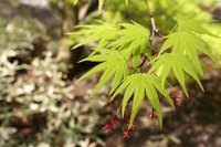 The botanical name 'palmatum' refers to the palm or hand-shaped leaf.