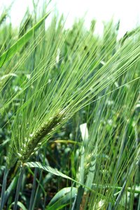 Weed eaters are used to improve the landscape.