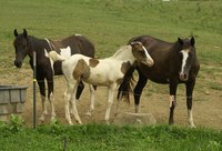 Find grants to help or learn more about horses.