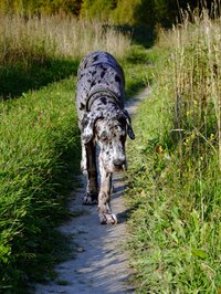 Great Danes need optimal nutrition to develop and remain healthy.