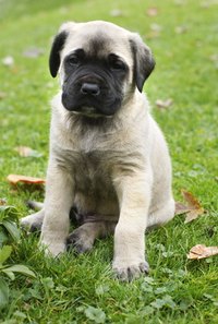 The fast-growing large breed puppy is at risk for bone problems, but specific foods could help prevent illness.