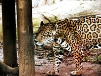 Jaguars have distinctive coats, so the right print fabric will get your costume's idea across.
