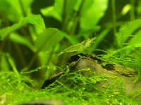 Healthy ghost shrimp are clear in color.