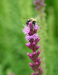 Bees and other insects collect pollen to fertilize female flowers.