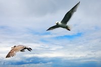 bird