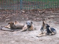 Dog kennels generally provide care for five or more dogs.