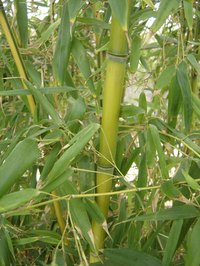 Bamboo sheets are an eco-friendly alternative to cotton.
