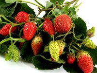 Strawberries are a popular choice for hanging baskets.