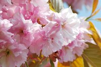 Almond trees should be pruned to maintain health and ease of mechanical harvesting.