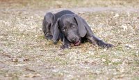 Puppies urinate more often than adult dogs.