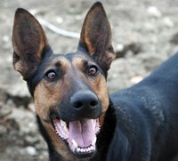 Working dogs, such as German shepherds, often make the best search and rescue dogs.