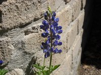 Bluebonnets are pretty, early spring flowers.