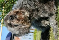 Fleas can live in lawns and yards.