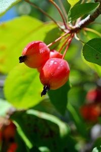 Thunderchild crapapple produces eye-catching fruit on a compact tree.
