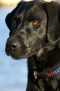 Flat-coated and Labrador retrievers are most commonly seen in black; however, both breeds can be yellow or chocolate in color, too.