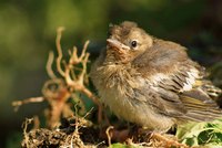 A baby finch's diet is important for its survival.