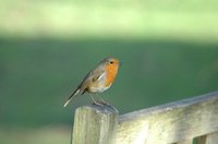A well-placed robin nesting box gives robins a safe place to raise their young.