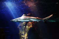 The shark watch by Freestyle gets its name from the fish that dives deep.