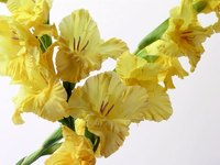 Gladiolus bulbs can be forced to bloom.