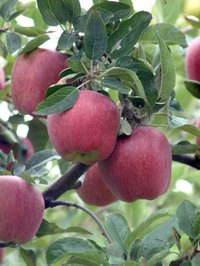 Red Delicious apples are good pollinators for Fuji apples.