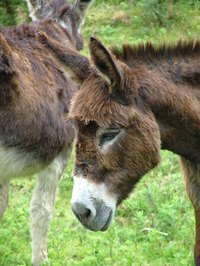 Paint a donkey face.