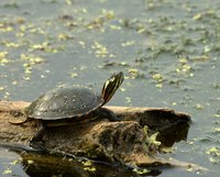 Painted turtle