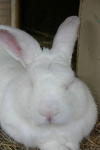 Make your own bunny from cotton balls.