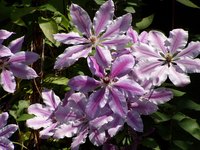 Cutting clematis back each fall or spring keeps it coming back year after year.