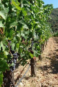 Check the leaves and the actual grapes of your vineyard.