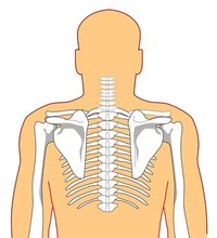 Spondylosis and spondylothesis affect the bones in your back and neck.