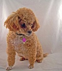 Create the yarn version of this cute little guy with a wire coat hanger and some yarn.