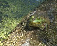 Bullfrogs are the largest frogs in North America, taking up to two years to fully develop.