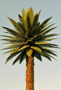 Create fake trees for decoration.