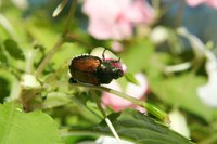 Complaints of Japanese beetle damage have been increasing over the past few years.