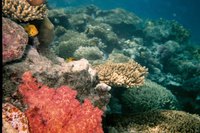 Coral reefs are found in oceans.