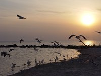 Birds search for habitats that will allow them to raise their young.