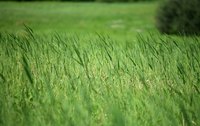 Dye with grass