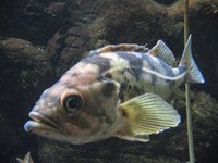 Rockfish
